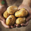 Bangladesh Fresh Vegetable Potato/ Chines Potato/ fresh Potato